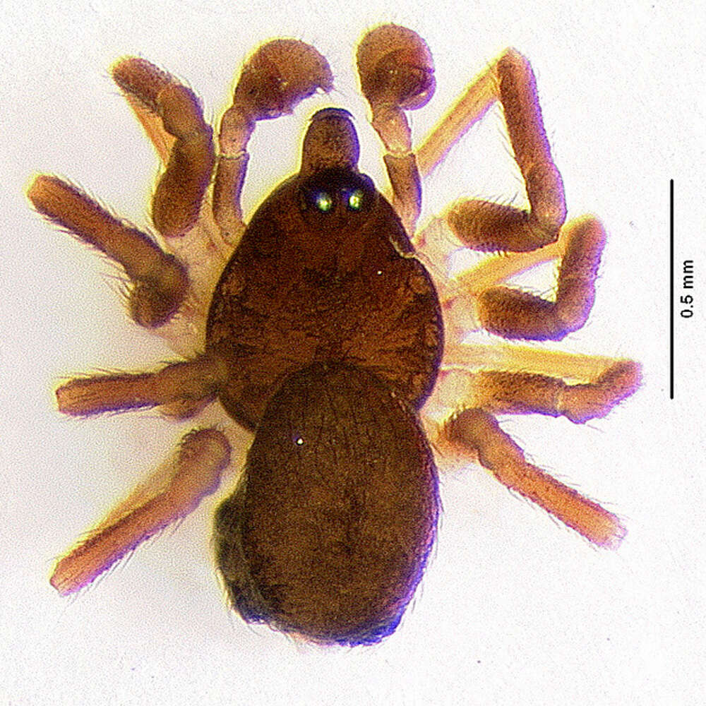 Image of Euryopis