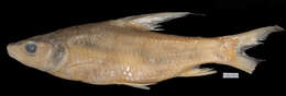 Imagem de Cyclocheilichthys enoplos (Bleeker 1849)