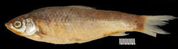 Image of Discherodontus parvus (Wu & Lin 1977)