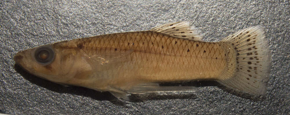 Image of Caribbean Gambusia