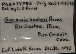 Plancia ëd Gambusia bucheri Rivas 1944