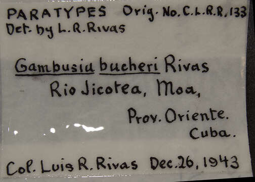 Imagem de Gambusia bucheri Rivas 1944