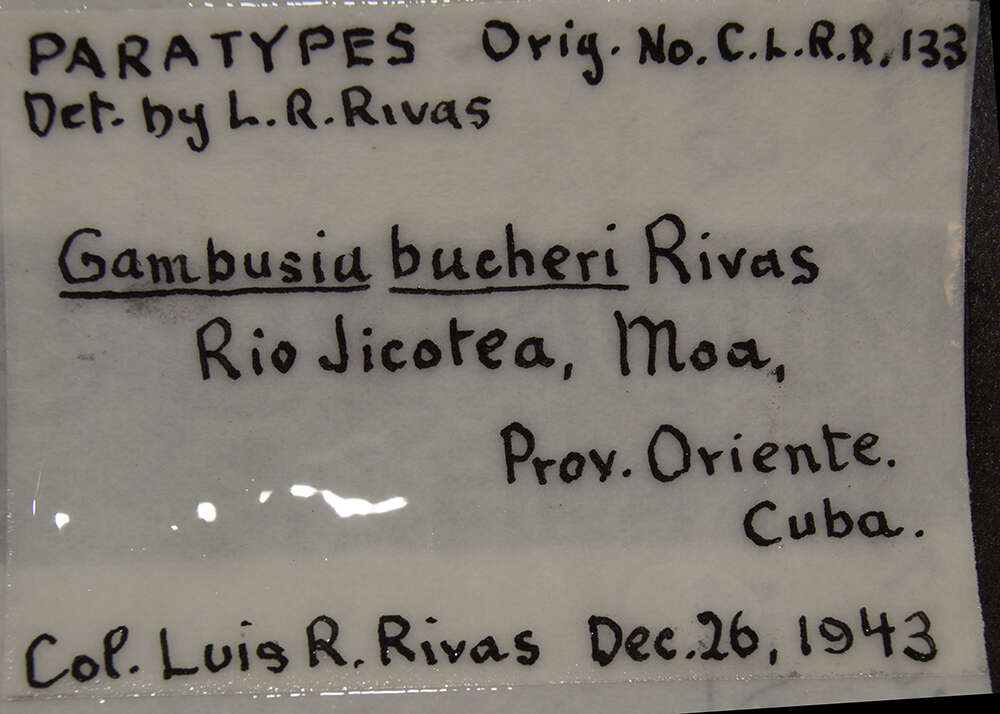 Plancia ëd Gambusia bucheri Rivas 1944