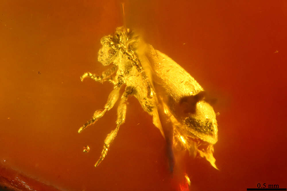 Imagem de Cerambycidae