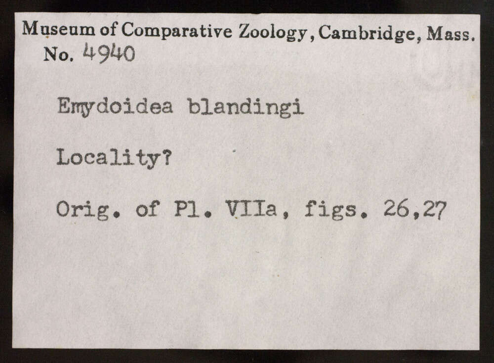 Image of Blanding's Turtle