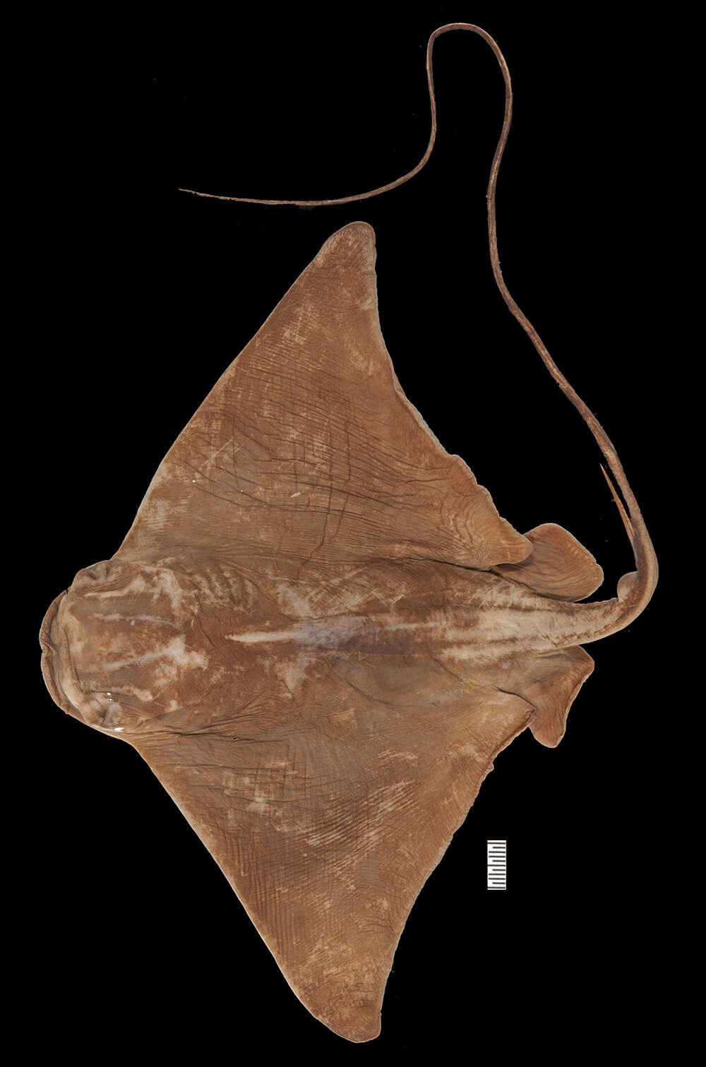 Image of Blue-nosed ray