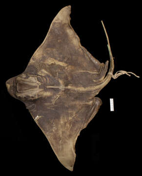 Image of Blue-nosed ray