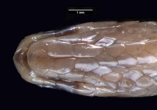 Image of Jackson’s centipede-eater