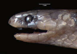 Image of Jackson’s centipede-eater