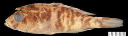 Image of Haplochromis barbarae Greenwood 1967