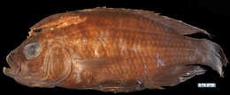 Image of Protomelas spilopterus (Trewavas 1935)