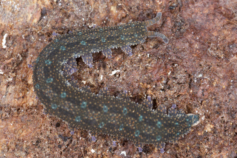 Image of Ooperipatellus viridimaculatus (Dendy 1900)