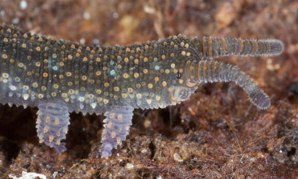 Image of Ooperipatellus viridimaculatus (Dendy 1900)