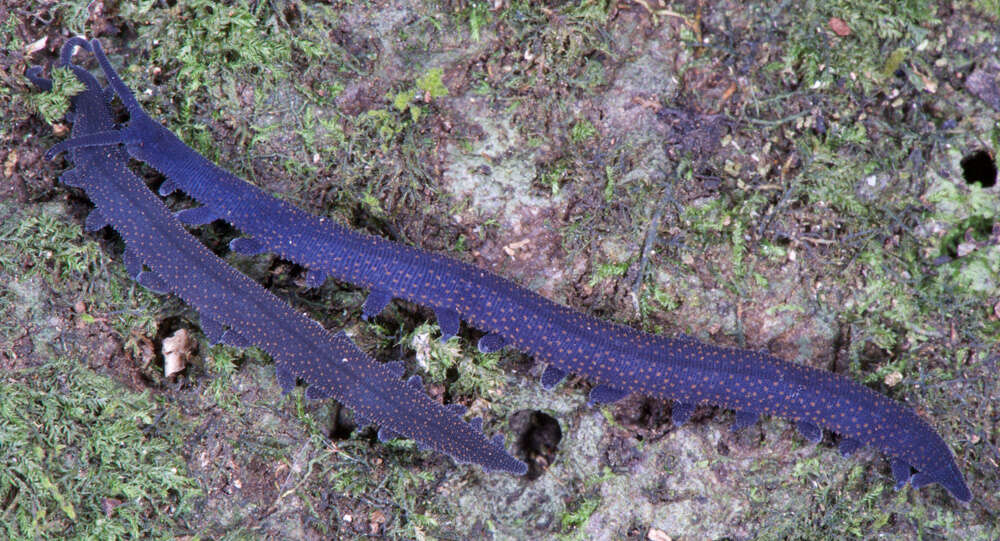 Image of velvet worms