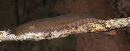 Image of velvet worms