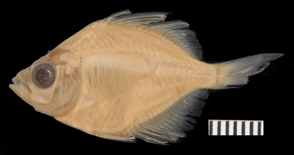 Image of Highfin glassy perchlet