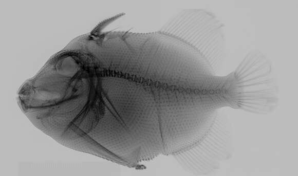 Image of Filefish