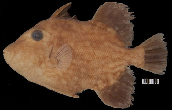 Image of Filefish