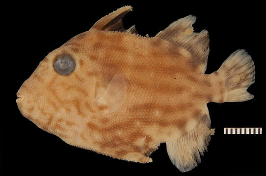 Image of Filefish