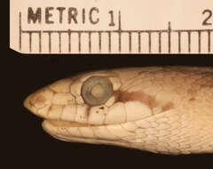 Image of Arizona elegans candida Klauber 1946