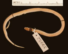 Image of Malindi Centipede-eater