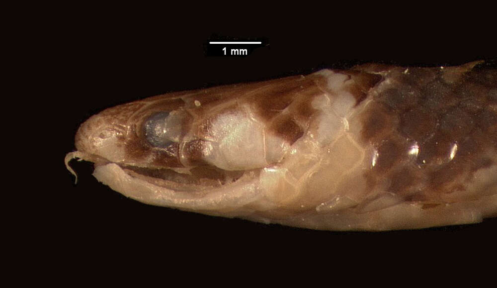 Image of Malindi Centipede-eater