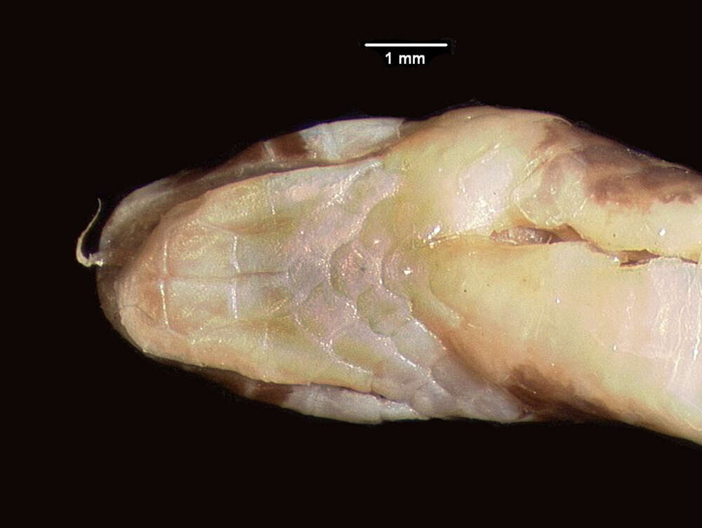 Sivun Aparallactus turneri Loveridge 1935 kuva