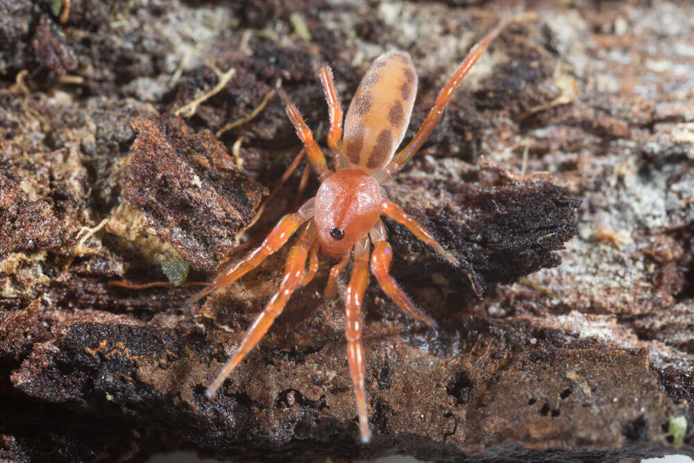 Image of bright lungless spiders