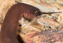 Imagem de Macroperipatus torquatus (von Kennel 1883)