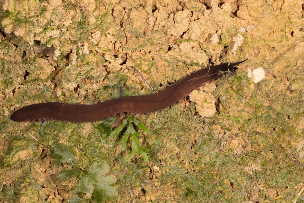 Imagem de Macroperipatus torquatus (von Kennel 1883)