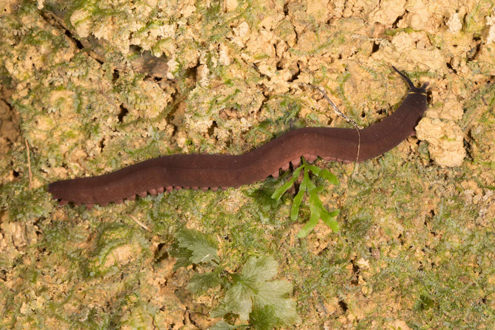 Imagem de Macroperipatus torquatus (von Kennel 1883)