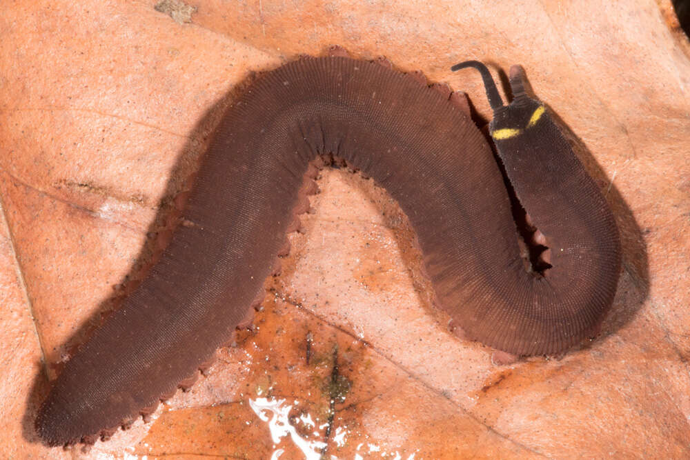 Imagem de Macroperipatus torquatus (von Kennel 1883)