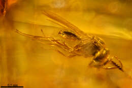 Image of ensign wasps