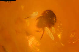 Image of oribatid mites