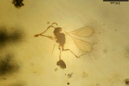 Image of Mymarommatoidea