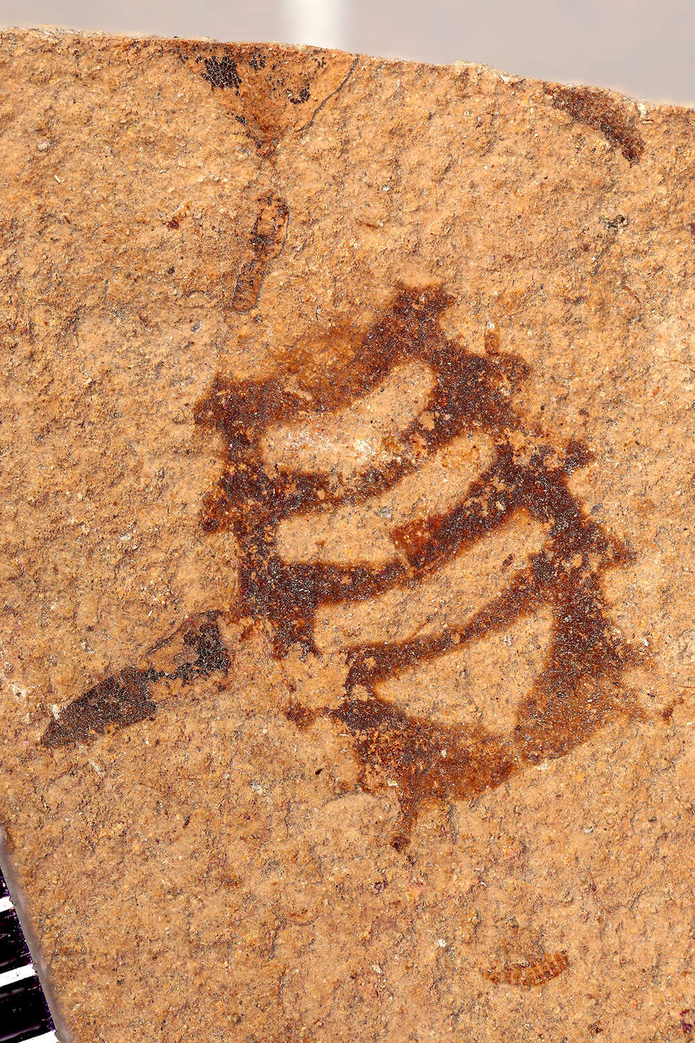 Image of ecdysozoans