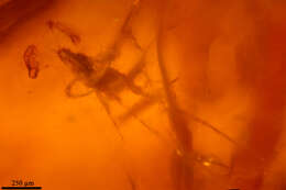 Image of ecdysozoans