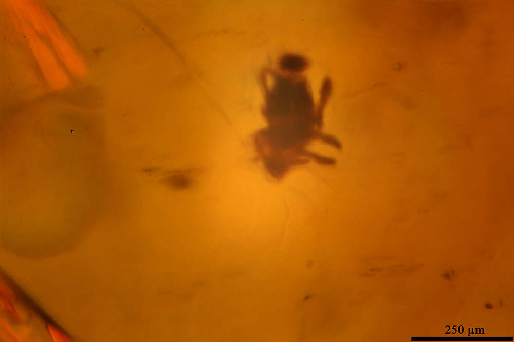 Image of ecdysozoans