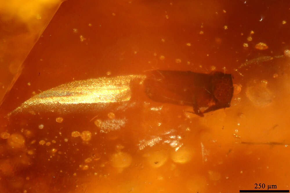 Image of gall midges and wood midges