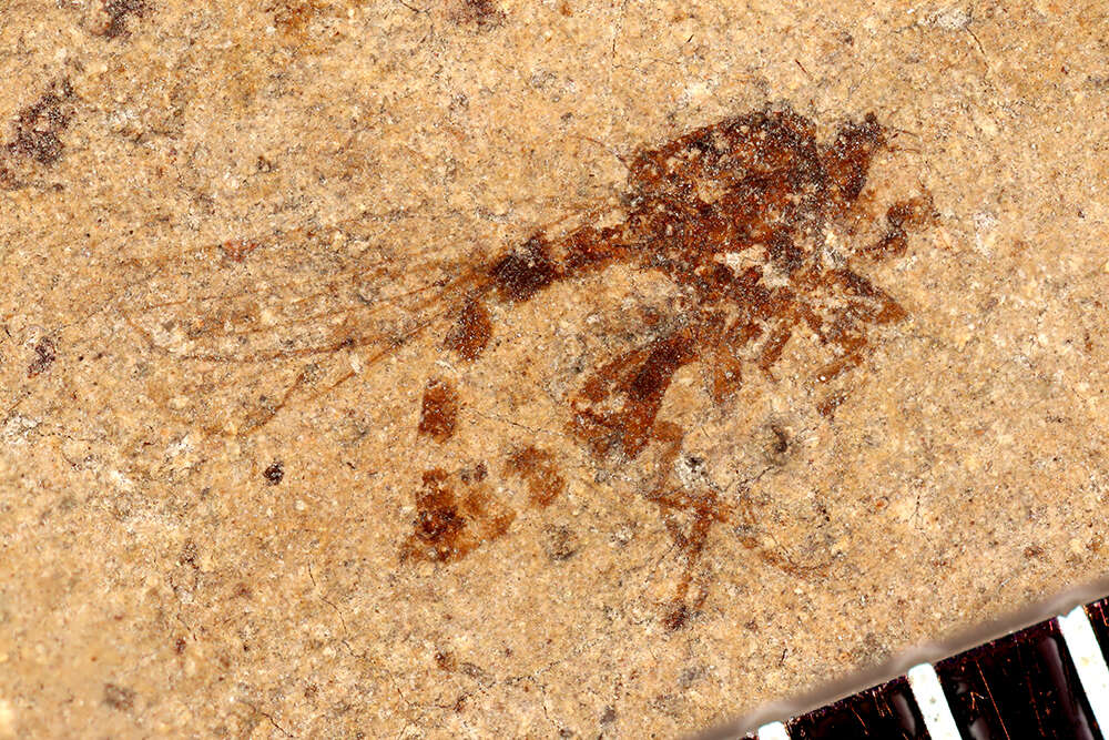 Image of Cyclorrhapha