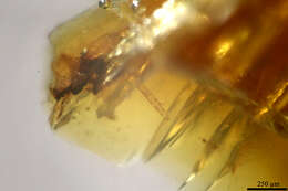 Image of ecdysozoans