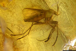 Image of dark-winged fungus gnats