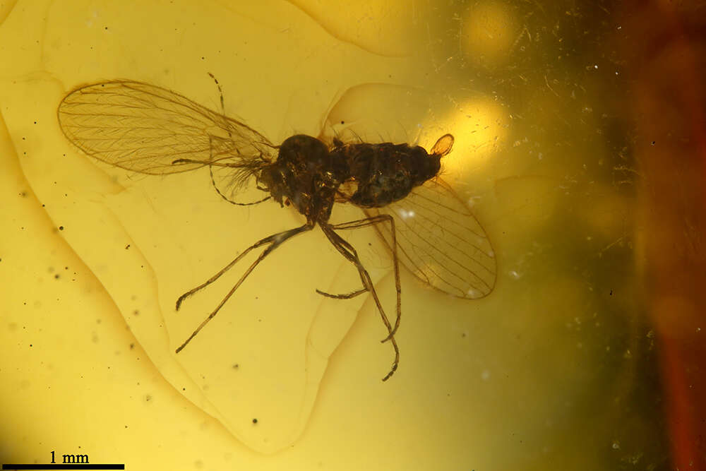 Image of moth flies and sand flies