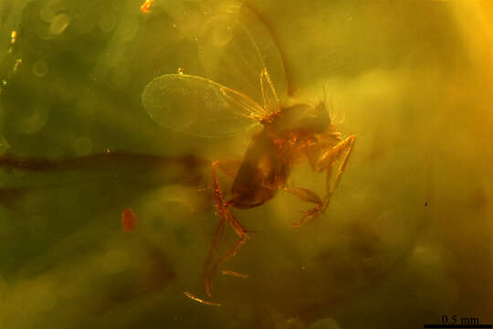 Image of scuttle flies