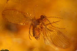 Image of moth flies and sand flies