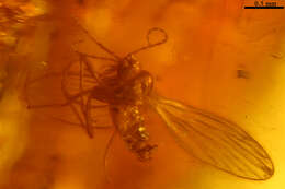 Image of moth flies and sand flies