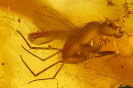 Image of long-legged fly