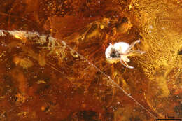 Image of long-legged fly