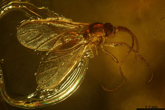 Image of dark-winged fungus gnats