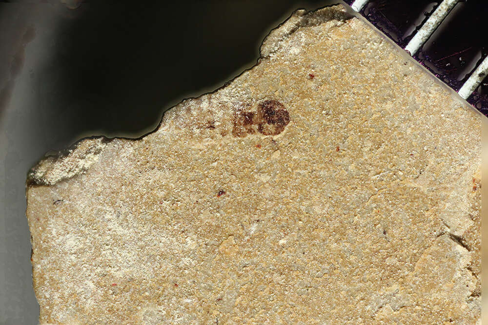 Image of ecdysozoans